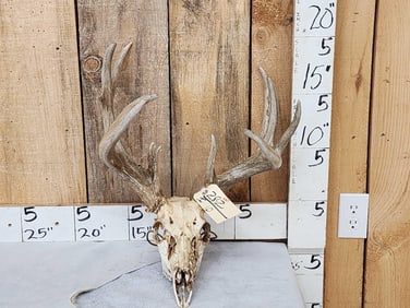Heavy Mass Freak Whitetail Antlers On Skull