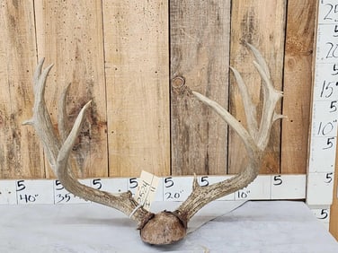 Big Mule Deer Antlers On Plaque