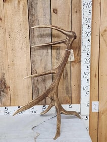 7 Point Wild Montana Self Standing Elk Shed Antler