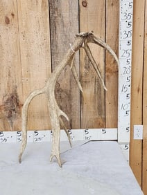 8 Point Self Standing Elk Shed Antler