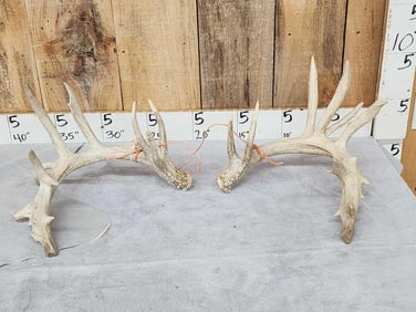 Big Nontypical Whitetail Shed Antlers