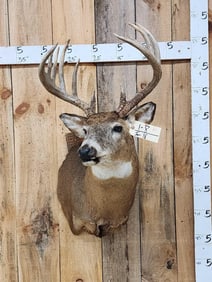 6x7 Whitetail Shoulder Mount Taxidermy