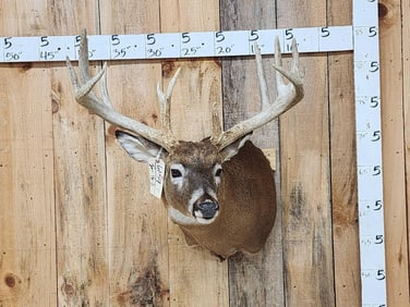 Main Frame 6x5 Whitetail Shoulder Mount Taxidermy