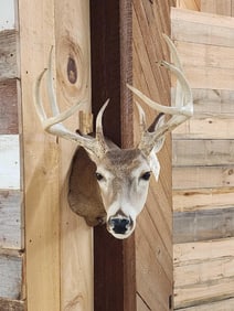 4x4 Whitetail Shoulder Mount Taxidermy