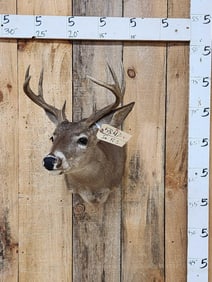 4x4 Coues Deer Taxidermy Mount