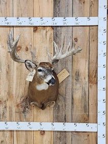 Big 200 Class Whitetail Shoulder Mount Taxidermy
