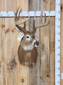 Big Main Frame 5x5 Wild Whitetail Shoulder Mount Taxidermy