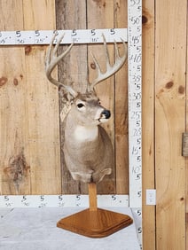 Main Frame 5x5 Whitetail Table Top Pedestal Taxidermy Mount