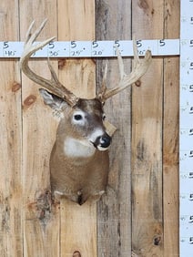 Big 4x4 Whitetail Shoulder Mount Taxidermy