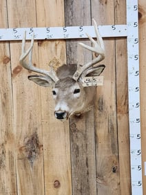 5x5 Whitetail Shoulder Mount Taxidermy
