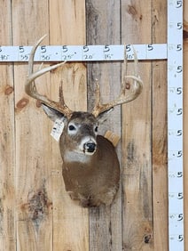 Big 5x5 Wild Whitetail Shoulder Mount Taxidermy