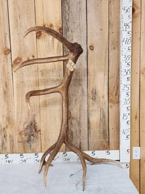 Freak 8 Point Self Standing Elk Shed Antler