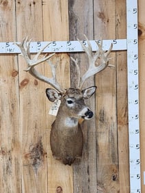 High 200 Class Whitetail Shoulder Mount Taxidermy
