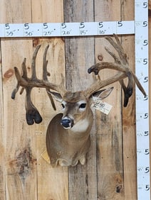 MONSTER 5 Droptine Whitetail Shoulder Mount Taxidermy