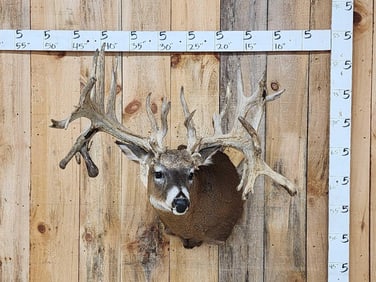 MONSTER High 300 Class Whitetail Shoulder Mount Taxidermy