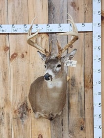 Main Frame 5x5 Whitetail Shoulder Mount Taxidermy