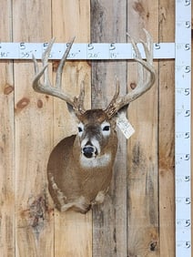 Big Main Frame 5x5 Wild Whitetail Shoulder Mount Taxidermy