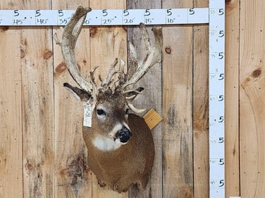 Big Gnarly HIGH 200 Class Whitetail Shoulder Mount Taxidermy