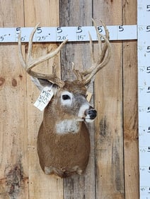 Cool Wild Double Main Beam Whitetail Shoulder Mount Taxidermy