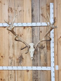 Big Red Stag Antlers On Skull