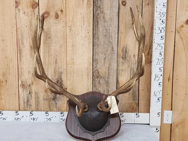 6x6 Elk Antlers On Plaque