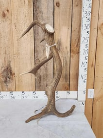 7 Point Self Standing Elk Shed Antler