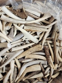 50 Lbs Of A Grade Elk & Deer Antler Point Tips