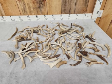 12.7 Lbs Of Antler Chunks