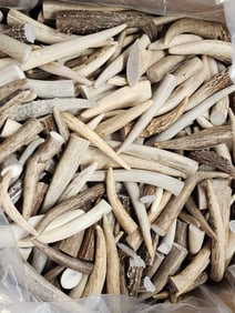 50 Lbs Of Grade A Elk Antler Tips