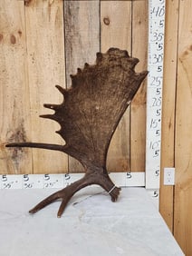 Gorgeous Self Standing Alaskan Moose Shed Antler