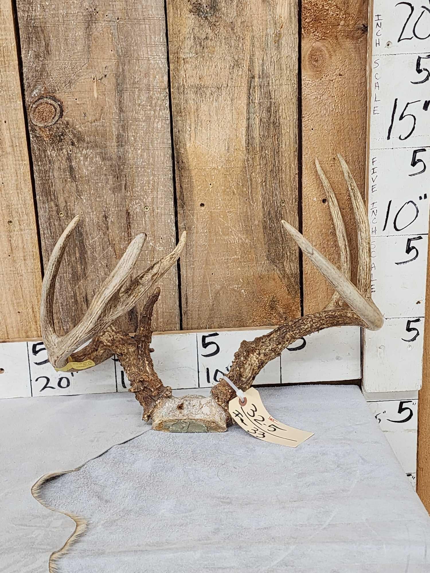 Freak 4x4 Wild Missouri Whitetail Antlers On Skull Plate: 32.5 Great color bent main beam