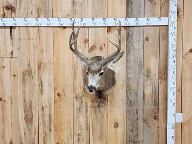 5x5 Mule Deer Shoulder Mount Taxidermy