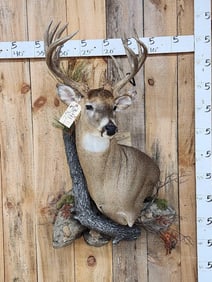 Gorgeous High 180 Class Whitetail Shoulder Mount Taxidermy