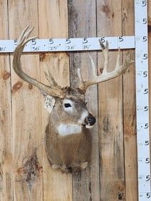 Main Frame 3x5 Whitetail Shoulder Mount Taxidermy