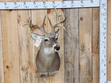 Gnarly Mini Monster Nontypical Double Droptine Whitetail Shoulder Mount Taxidermy