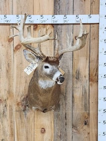 Big 200 Class Whitetail Shoulder Mount Taxidermy