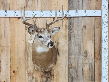 4x4 Whitetail Shoulder Mount Taxidermy