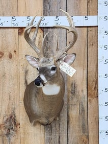 PRETTY Main Frame 5x5 Whitetail Shoulder Mount Taxidermy