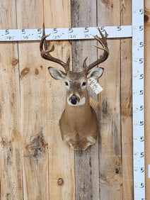 Main Frame 4x4 Whitetail Shoulder Mount Taxidermy
