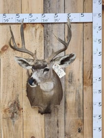 4x5 Whitetail Shoulder Mount Taxidermy