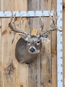 Big Gnarly 300 Class Whitetail Shoulder Mount Taxidermy