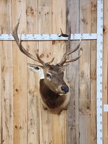 6x6 Elk Shoulder Mount Taxidermy