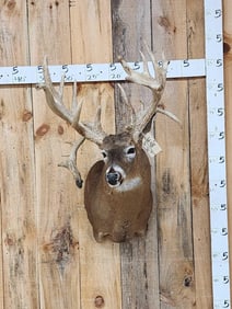 High 200 Class Whitetail Shoulder Mount Taxidermy