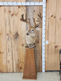 Main Frame 4x5 Whitetail Pedestal Taxidermy Mount