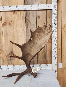 Nice 13.7 Lbs Self Standing Alaskan Moose Shed Antler
