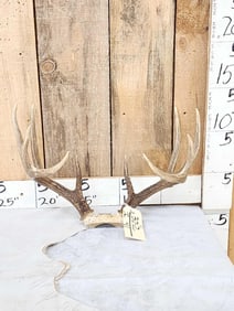 5x5 Whitetail Antlers On Skull Plate