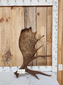 12.3 Lbs Alaskan Self Standing Moose Shed Antler