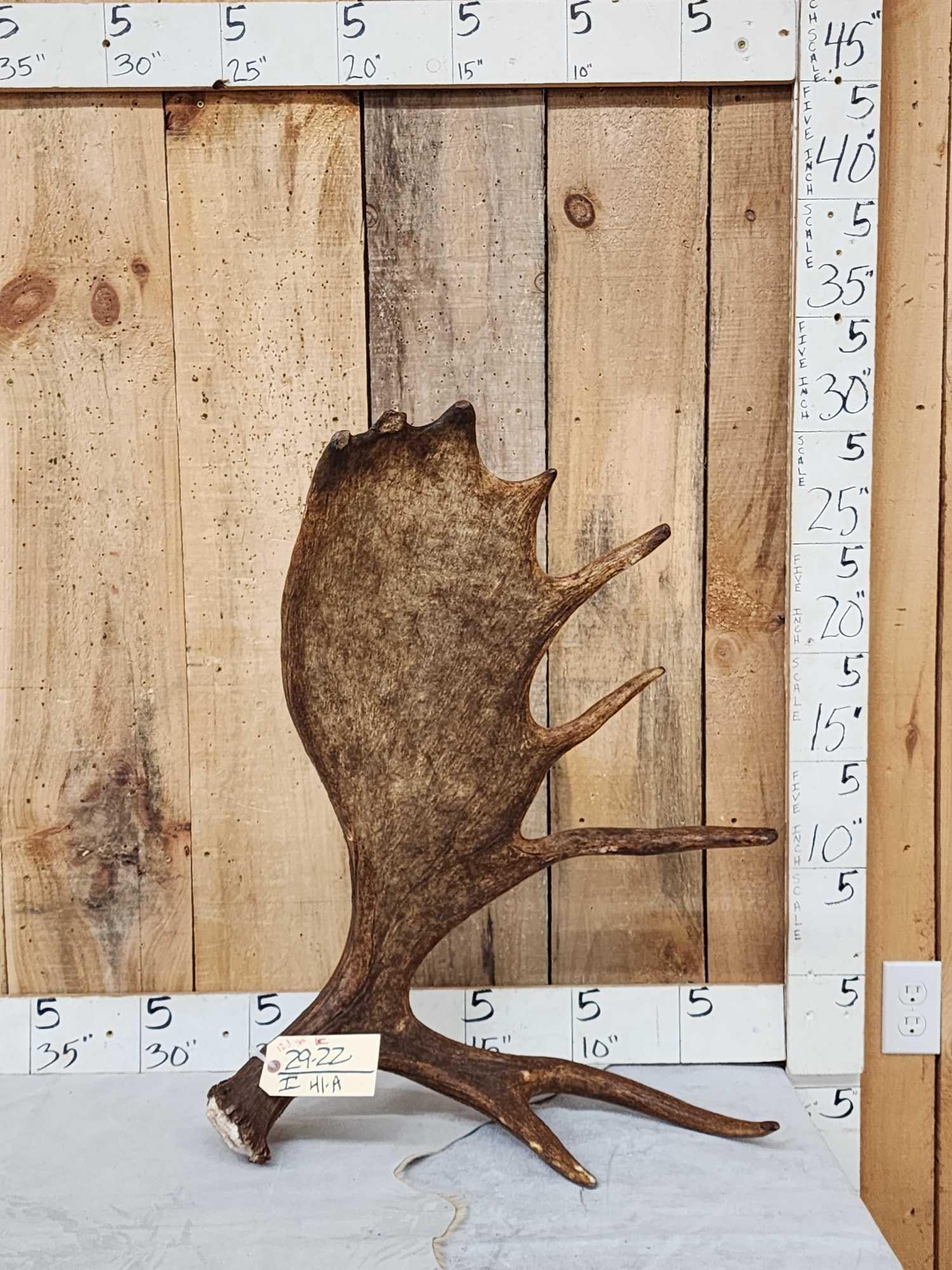 12.3 Lbs Alaskan Self Standing Moose Shed Antler: 29.22 Awesome color front and back