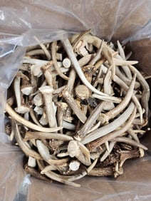 50 Lbs Of Grade A Deer Spike Antlers
