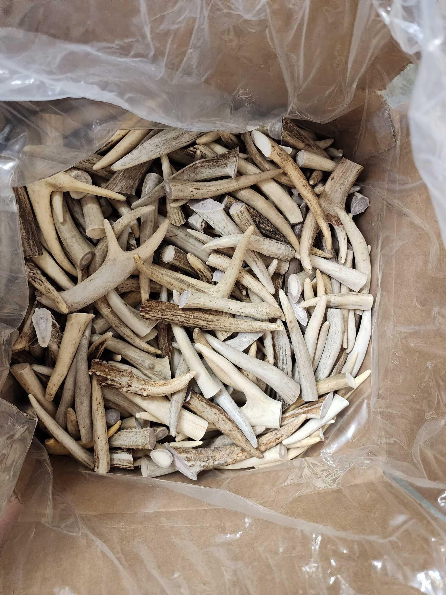 50 Lbs Of Elk & Deer Antler Tips: 29.109 Great for crafts various sizes
